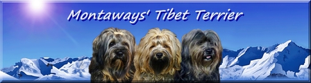 Tibet Terrier Mpntaways'
